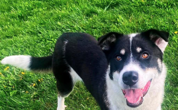 A Pet of the Week: Pet of the Week: A fun girl full of smiles and ready to play