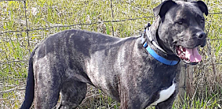 Pet of the Week: A gorgeous, quiet and friendly girl
