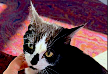 Pet of the Week: A cutie waiting for her forever home