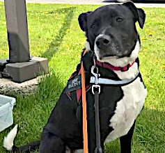 Pet of the Week: Poppy – loves people, including children
