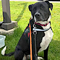 Pet of the Week: Poppy – loves people, including children