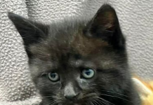 Pet of the Week: The last of her siblings – An adorable sweet kitten