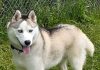 Pet of the Week: Kodiak a people loving Husky