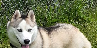 Pet of the Week: Kodiak a people loving Husky