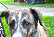 Pet of the Week: A sweet, affectionate one-year-old