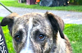 Pet of the Week: A sweet, affectionate one-year-old