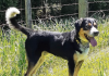 Pet of the Week: A handsome and charming two-year-old