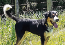 Pet of the Week: A handsome and charming two-year-old