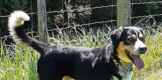 Pet of the Week: A handsome and charming two-year-old