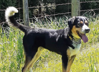 Pet of the Week: A handsome and charming two-year-old