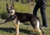 Pet of the Week: A very affectionate sweet girl