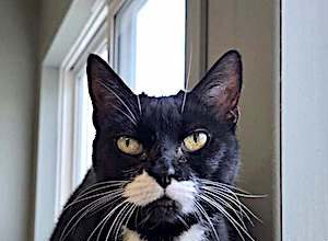 Pet of the Week: A beautiful senior tuxedo