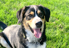 Pet of the Week: A handsome fun affectionate guy