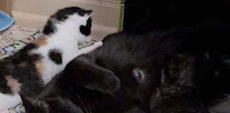 Pet of the Week: A plethora of little beauty kitties and a special mom