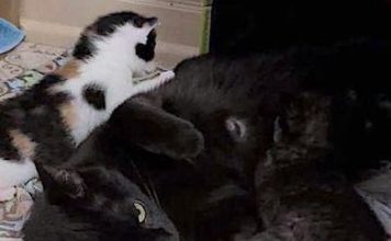 Pet of the Week: A plethora of little beauty kitties and a special mom