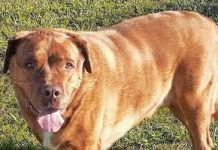 Pet of the Week: A friendly guy who gets along with everybody