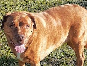 Pet of the Week: A friendly guy who gets along with everybody