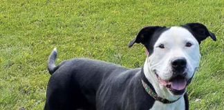 Pet of the Week: An easy-going friendly beauty
