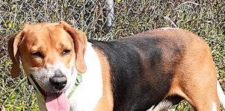 Pet of the Week: A sweet girl who loves people