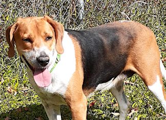 Pet of the Week: A sweet girl who loves people