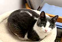 Pet of the Week: A green-eyed beauty