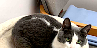Pet of the Week: A green-eyed beauty
