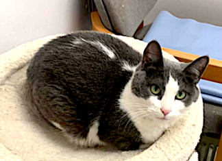 Pet of the Week: A green-eyed beauty